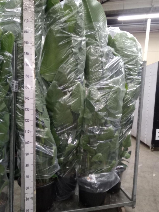 <h4>Strelitzia nicolai</h4>