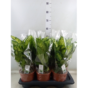 Dieffenbachia  'Compacta'