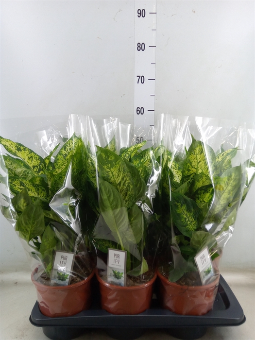 <h4>Dieffenbachia  'Compacta'</h4>
