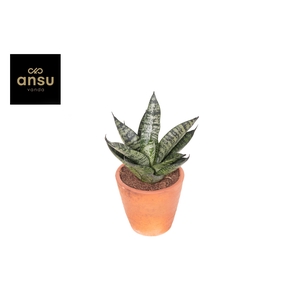 Sansevieria Comet Ming Green Marble Terracotta