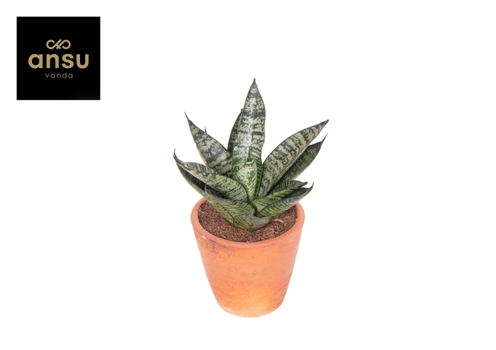 <h4>Sansevieria Comet Ming Green Marble Terracotta</h4>