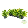 Philodendron Scandens Brasil