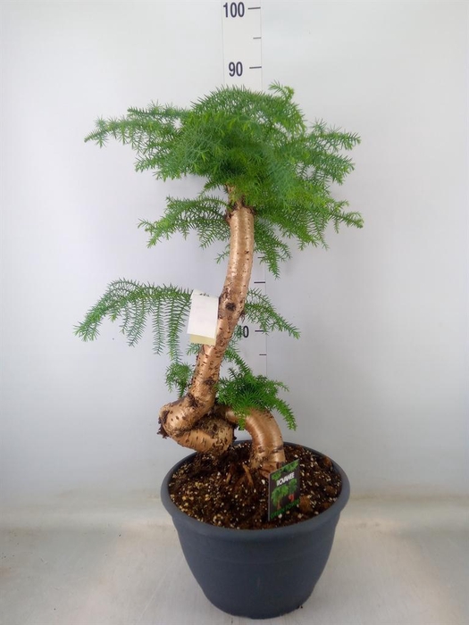 <h4>Araucaria   ...</h4>