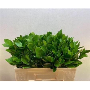 Ruscus Hypophyllum