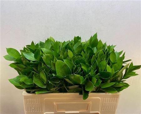 <h4>Ruscus Hypophyllum</h4>