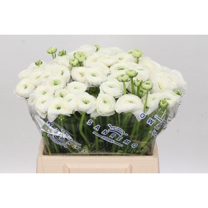 Ranunculus Clooney Alaska A1