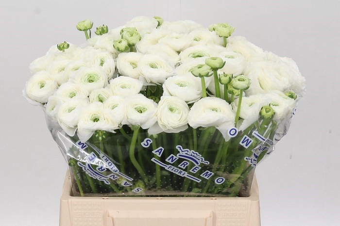 <h4>Ranunculus Clooney Alaska Extra</h4>