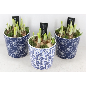 arr4 Narcis RN - Royal Rhapsody