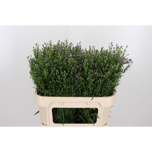 Aster Casarosa Roze
