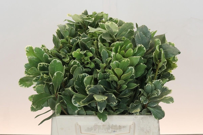 Pittosporum Ilan