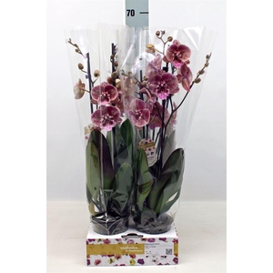 Phalaenopsis   ...red