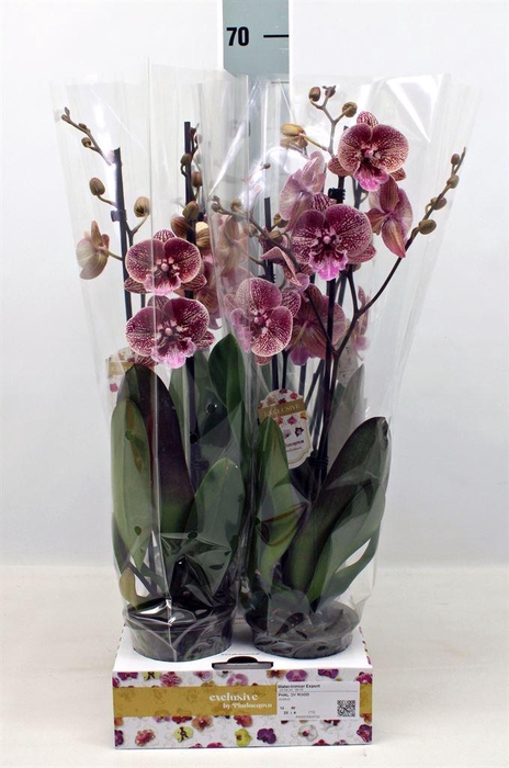 <h4>Phalaenopsis   ...red</h4>