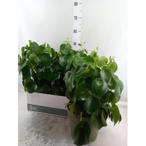 Peperomia polybotrya 'Raindrop'