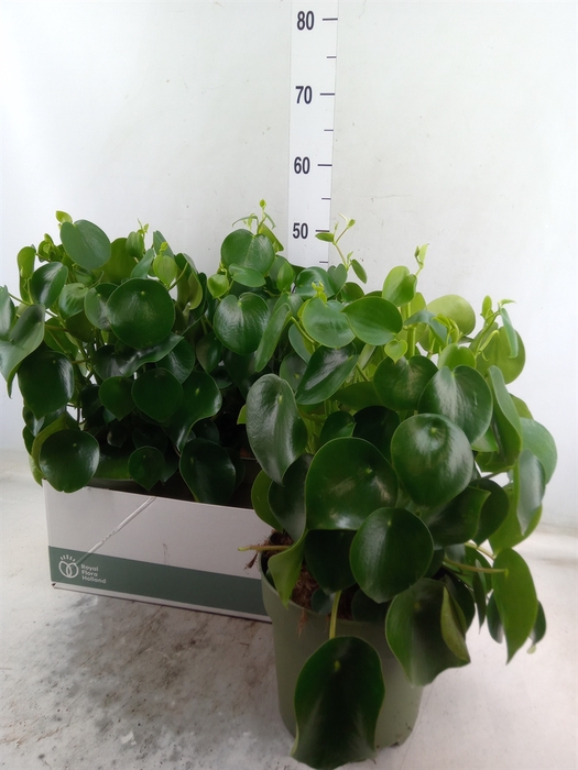 <h4>Peperomia polybotrya 'Raindrop'</h4>