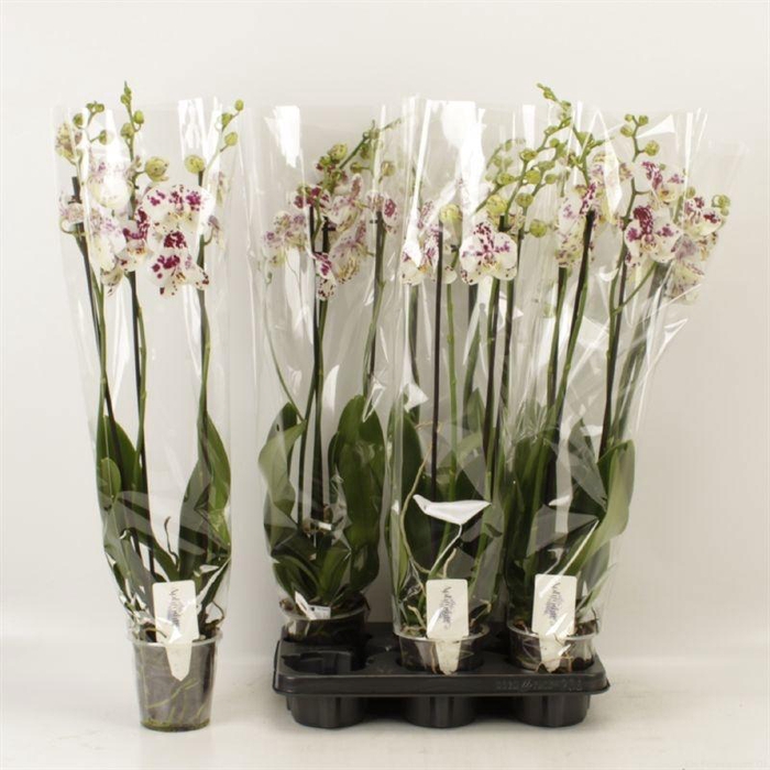 <h4>PHAL AN MARRAKESH</h4>