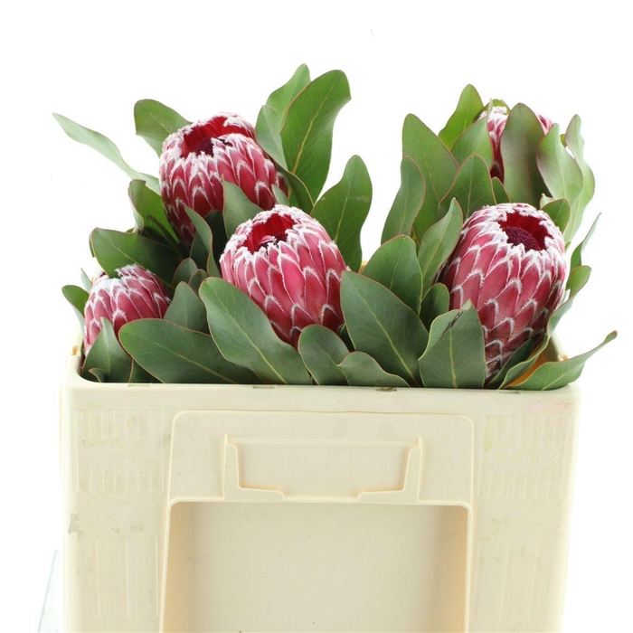 <h4>PROTEA CY DAVE</h4>