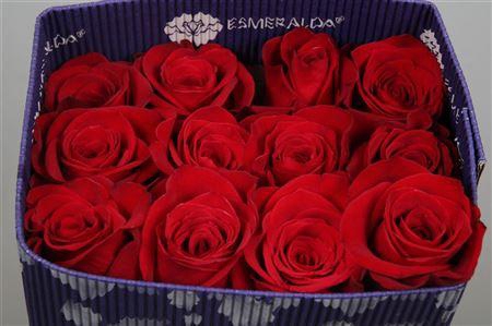 <h4>R Gr Freedom Ec</h4>