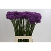 Allium Gladiator