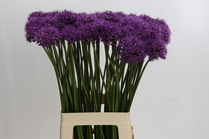 <h4>Allium Gladiator</h4>