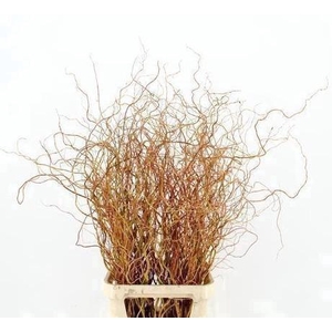 SALIX GOLDEN CURLS