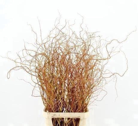 <h4>SALIX GOLDEN CURLS</h4>