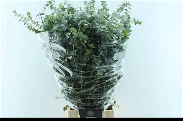 <h4>EUC BABY BLUE P BS</h4>