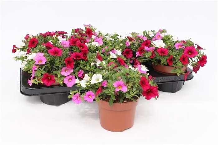 <h4>Calibrachoa "Paradise Pink"Tricolor White/Pink/Burgundy</h4>