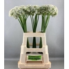 ALLIUM NIGRUM