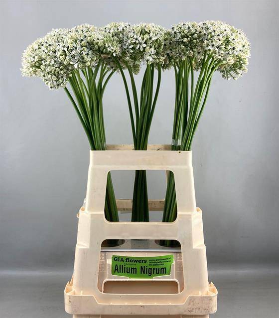 ALLIUM NIGRUM