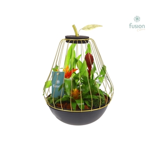 Peer metaal goudzwart Large met Bromelia