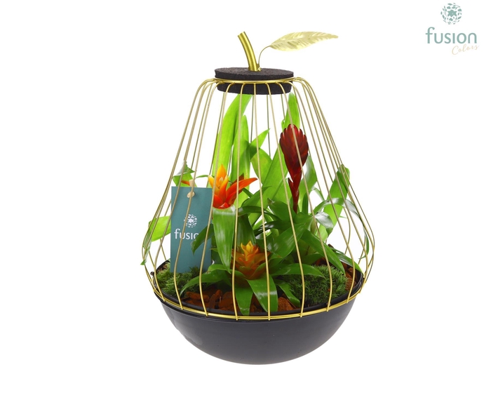 <h4>Peer metaal goudzwart Large met Bromelia</h4>