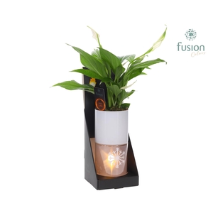 Glas tube Led planter groot met Spathiphyllum