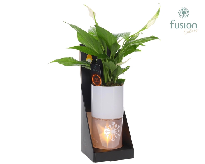 <h4>Glas tube Led planter groot met Spathiphyllum</h4>