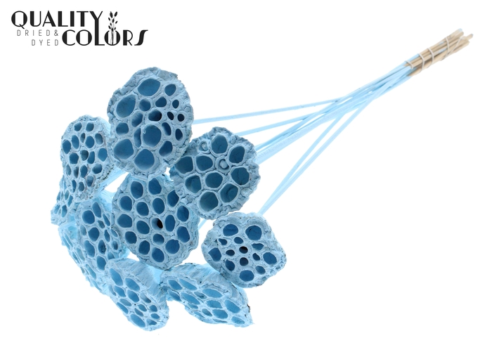 Lotus 5-7cm on stem Covered Light Blue