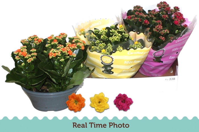 <h4>KAL GE GEM 3 KL</h4>