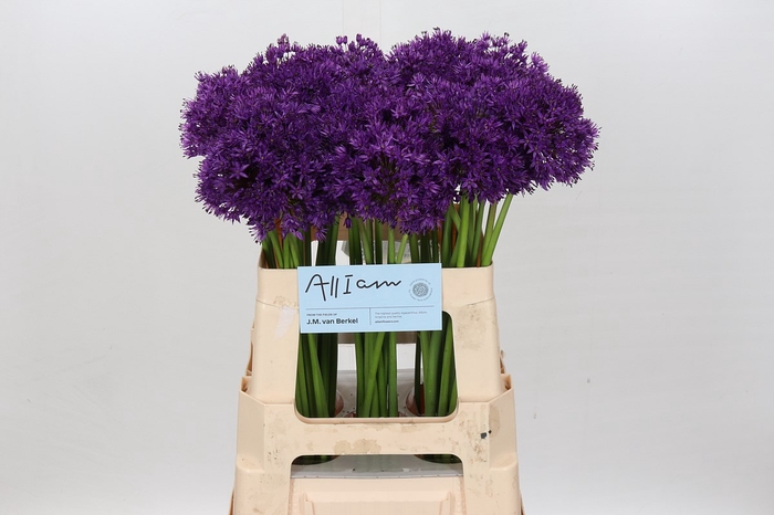 <h4>Allium Purple Sensation</h4>