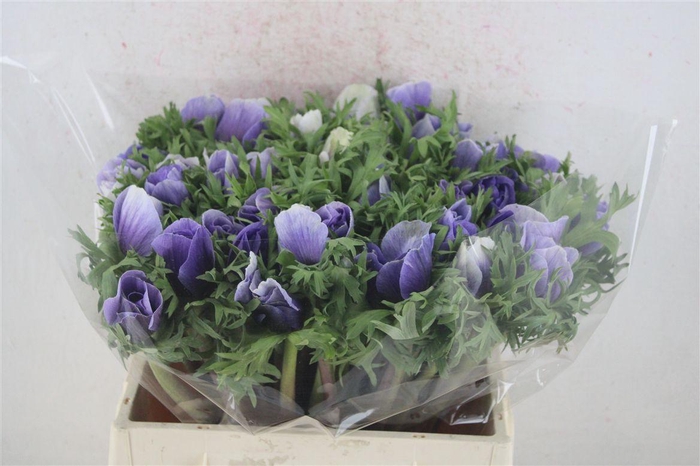 <h4>Anem Mistral Super Celeste Azzuro</h4>