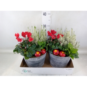 Arr.   Tuinplanten L%