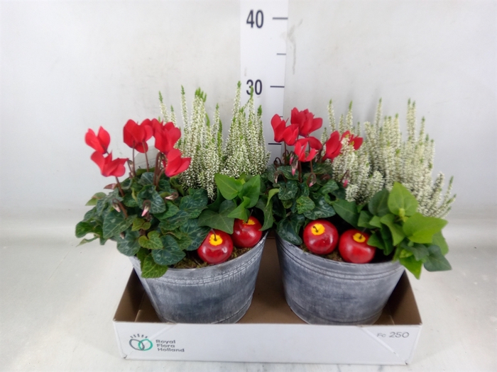<h4>Arr.   Tuinplanten L%</h4>