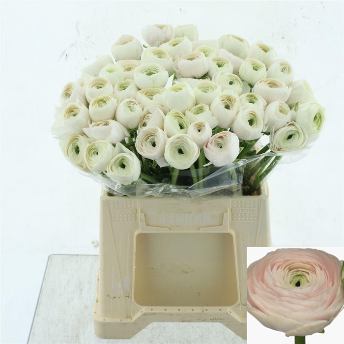 <h4>RAN SU HANOI</h4>