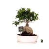 Ficus Mi Ginseng keramiek FGKWO3045