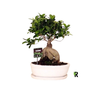 Ficus Mi Ginseng keramiek