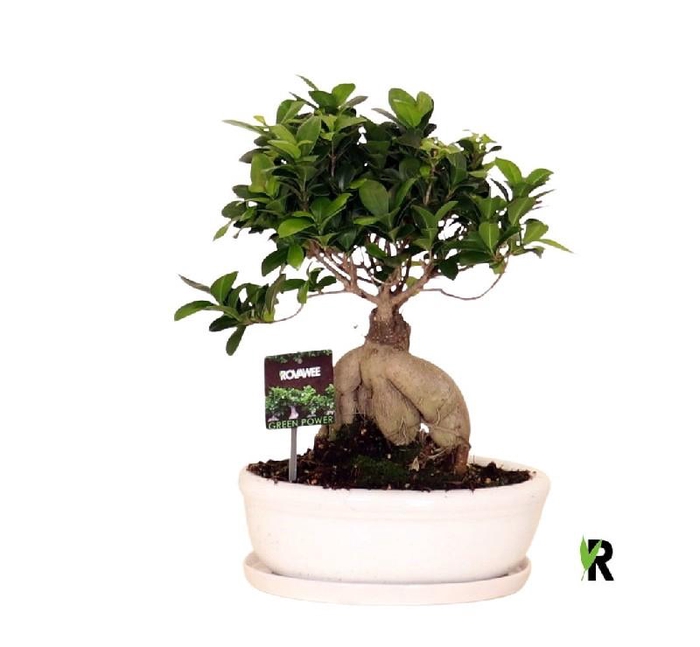 <h4>Ficus Mi Ginseng keramiek</h4>