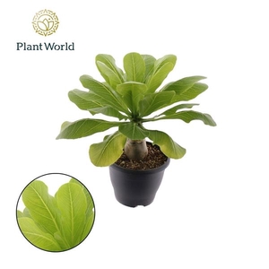 Brighamia insignis Hawaiian Palm