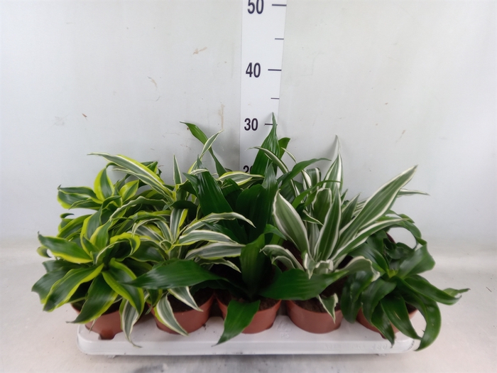 <h4>Dracaena   ...mix</h4>