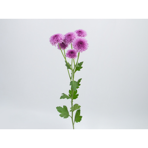 CRISANTEMO SANTINI ORIZABA 070 CM
