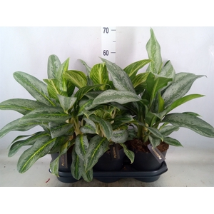 Aglaonema   ...