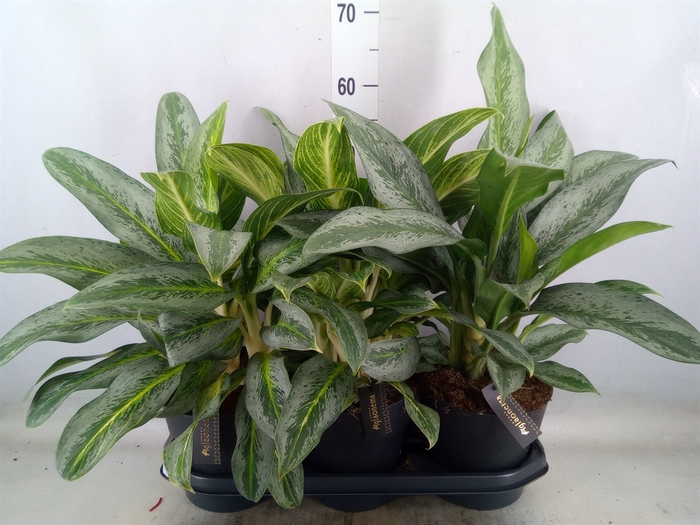 <h4>Aglaonema   ...</h4>