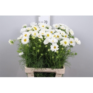 Cosmos Bipin White