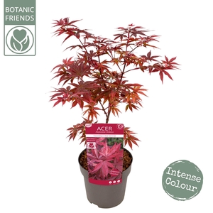 Acer palm. 'Twombly's Red Sentinel'